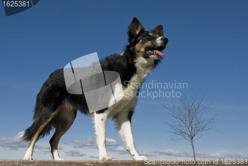 Image of border collie