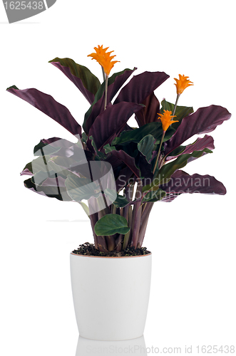 Image of Eternal flame flower (calathea crocata)