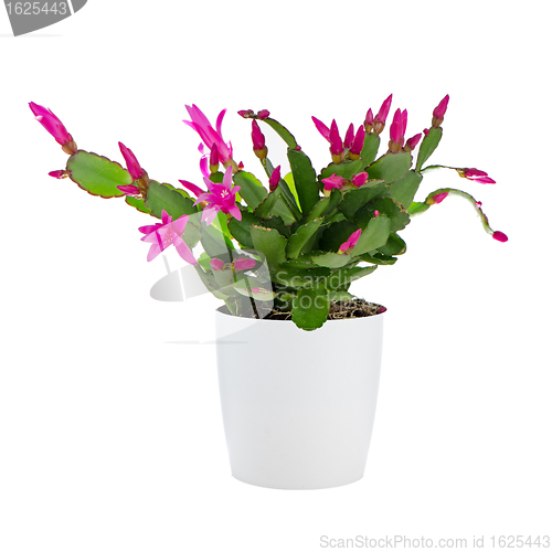 Image of Easter Cactus (Rhipsalidopsis cactus)