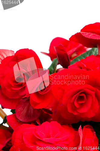 Image of Begonia Elatior gemengd flower