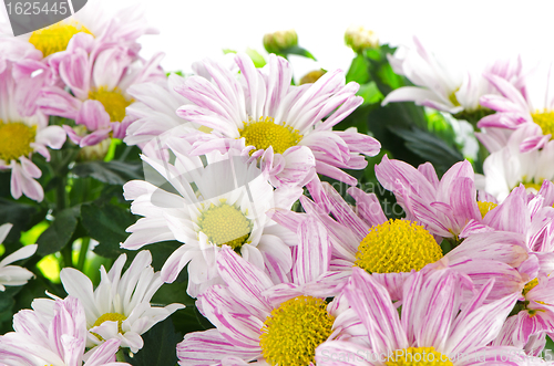 Image of Beautiful Chrysanthemum flowers 