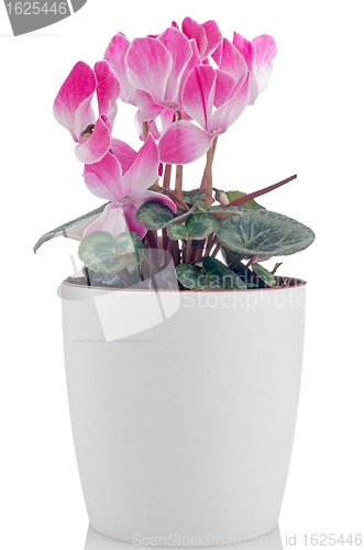 Image of Beautiful pink Cyclamen flower