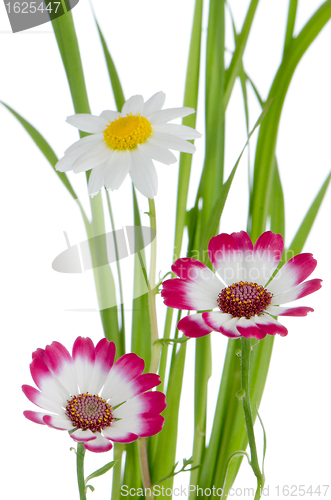 Image of Beautiful pink flowers and green grass