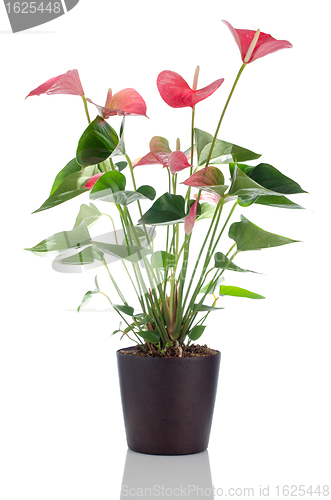 Image of Beautiful Anthedesia anthurium