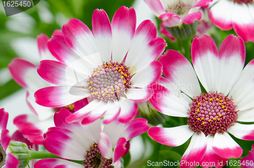 Image of Beautiful pink flowers and green grass