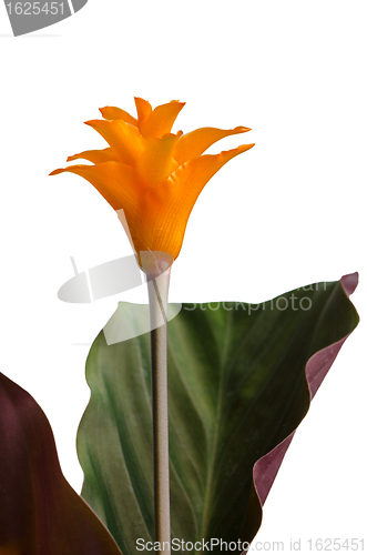 Image of Eternal flame flower (calathea crocata)