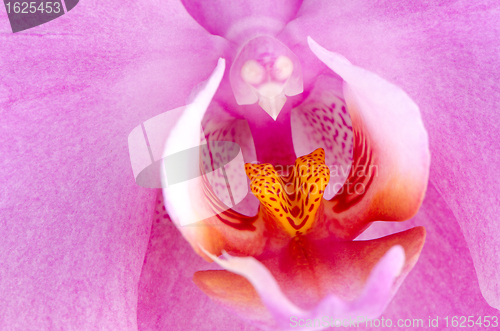 Image of Closeup of beautiful pink orchid