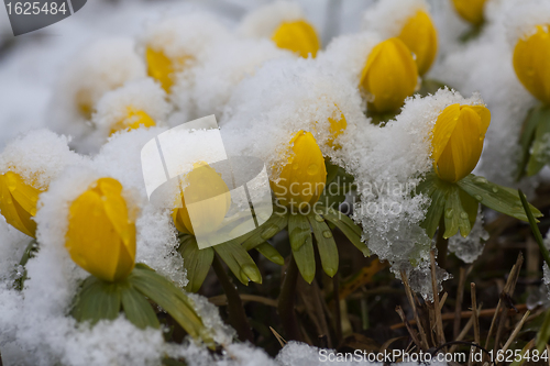 Image of snowcovered aconites