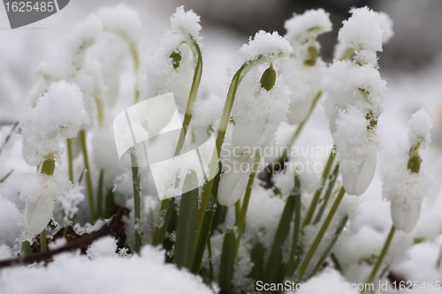 Image of snowcovered snowdrops