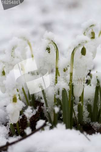 Image of snowcovered snowdrops