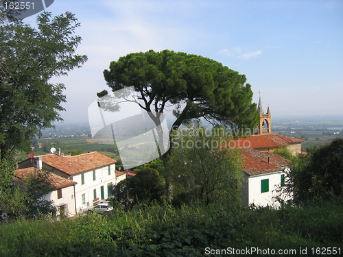 Image of Pine tree in Italy