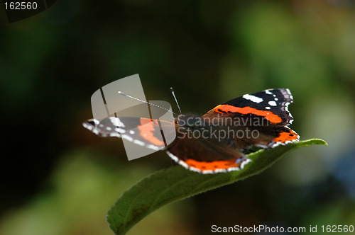 Image of Butterfly # 1a