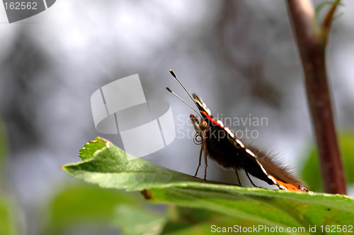 Image of Butterfly # 1c