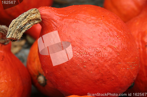 Image of Orange pumpkin