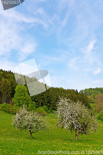 Image of Trees in Spring