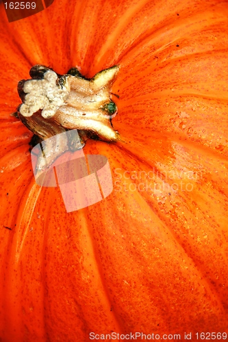 Image of Close up of pumpkin