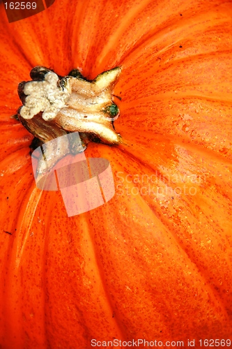 Image of Close up of pumpkin