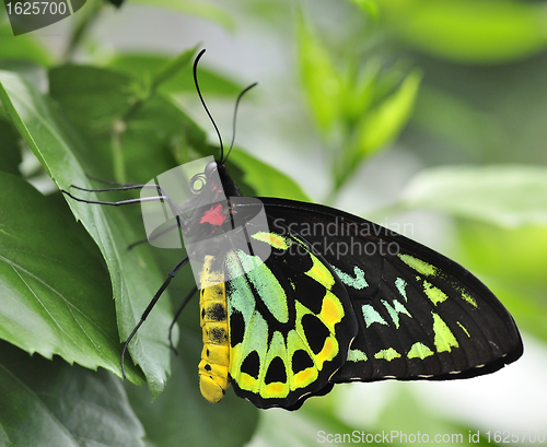 Image of The Richmond Birdwing 