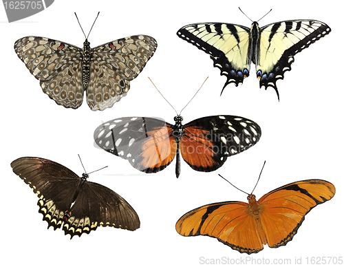 Image of Tropical Butterflies