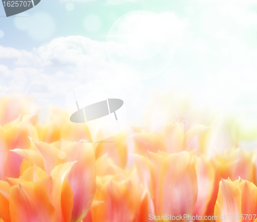 Image of Abstract Flowers