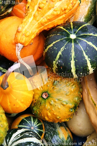 Image of A lot of pumpkins