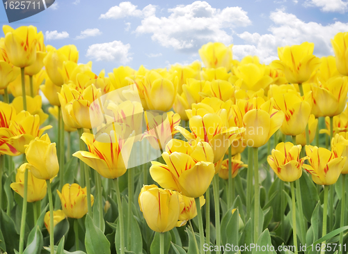 Image of Yellow Tulips