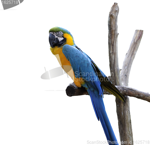 Image of Macaw Parrot Isolated On White