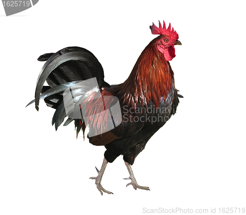 Image of Rooster