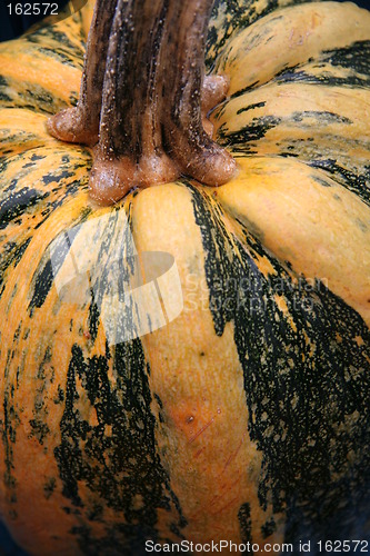 Image of Detail of pumpkin