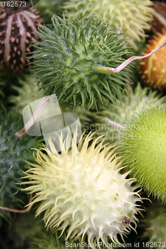 Image of Exotic fruit