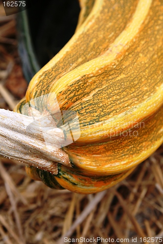 Image of detail of pumpkin