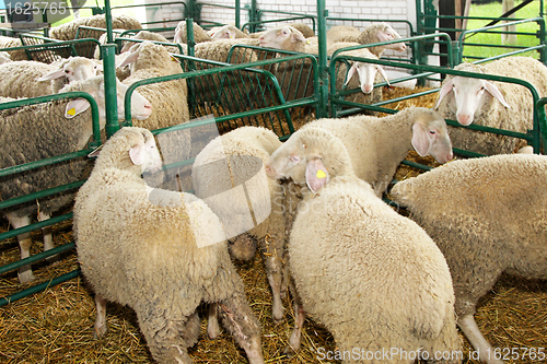 Image of Ewe in pen