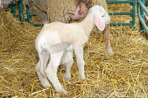 Image of Lamb in pen