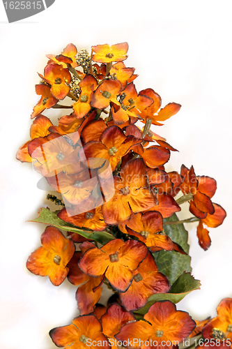 Image of Orange flowers
