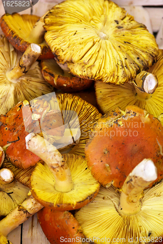 Image of Fresh Chanterelle mushroom