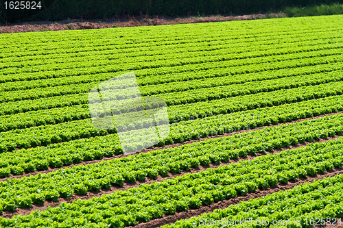 Image of Salad field rows