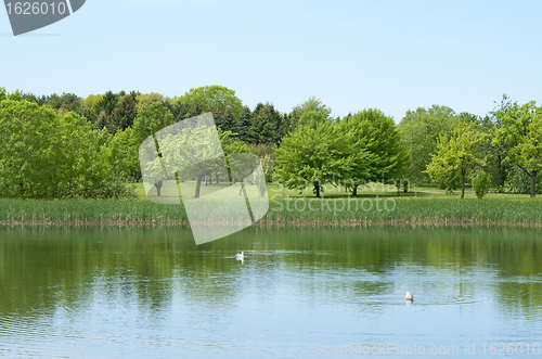 Image of Fresh spring trees growing near a pond