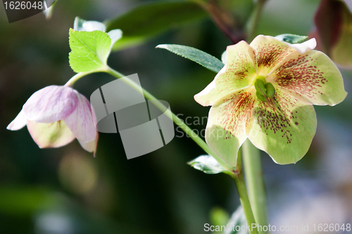 Image of Helleborus niger