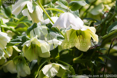 Image of Helleborus niger