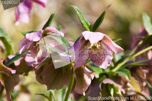 Image of Helleborus niger