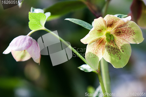 Image of Helleborus niger