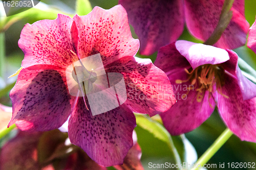 Image of Helleborus niger