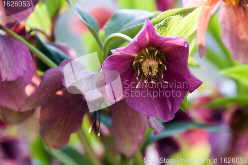 Image of Helleborus niger