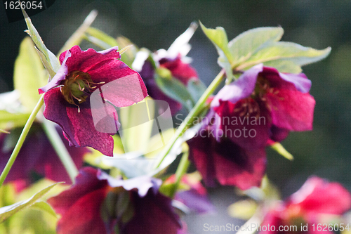 Image of Helleborus niger