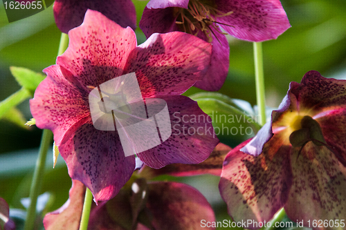 Image of Helleborus niger