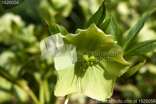 Image of Helleborus niger