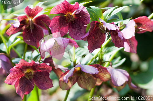 Image of Helleborus niger