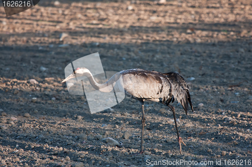 Image of crane