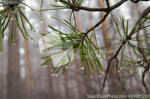Image of Water drops on pine-needle