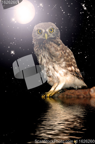 Image of Owl at water